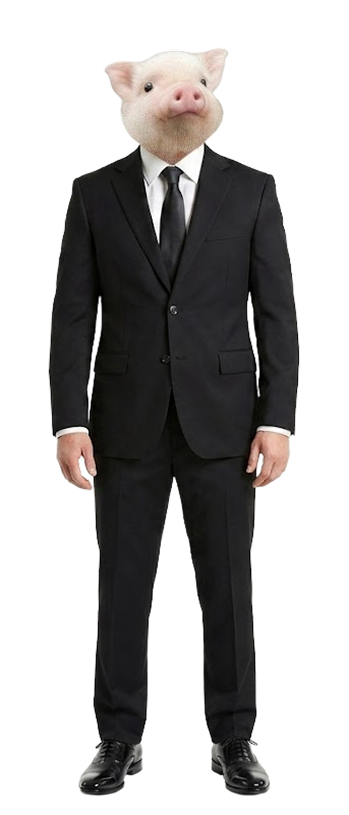 SUIT the pig wearing a full black business suit